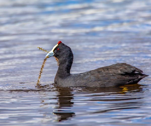Welcome to Blue Crane Farm, Dullstroom